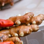 Producteur préparant les racines