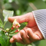 Producteur récoltant les boutons floraux