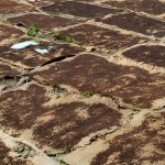 Séchage au soleil sur nattes