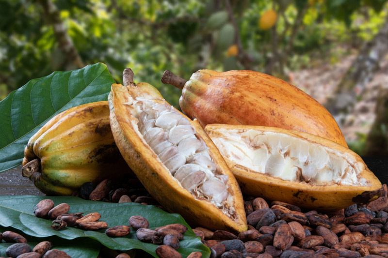 CACAO SAMBIRANO