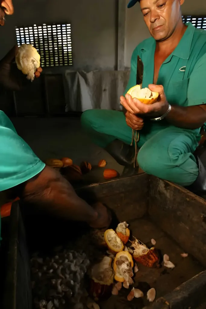 Fermentation et séchage maîtrisés