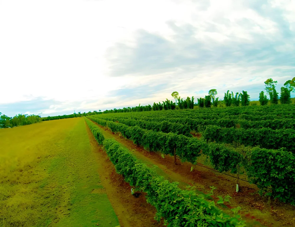 saisonnalité agricole à Madagascar