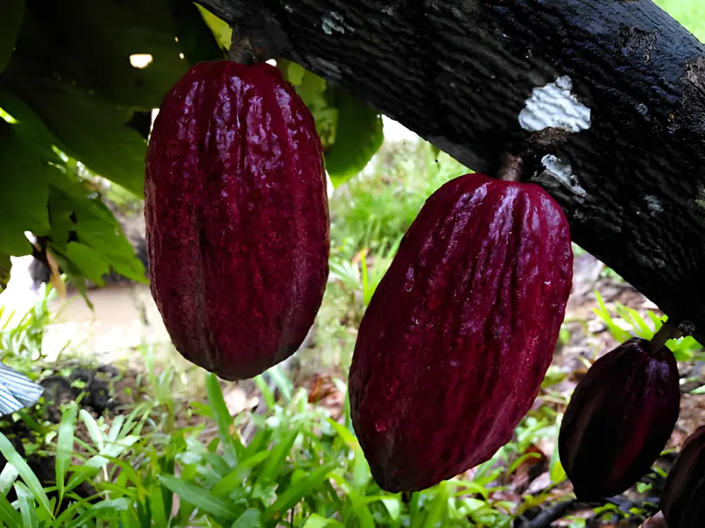 Cacao Sambirano de Madagascar