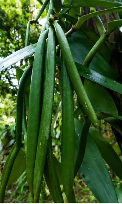 Gousses de Vanille Verte en Maturation