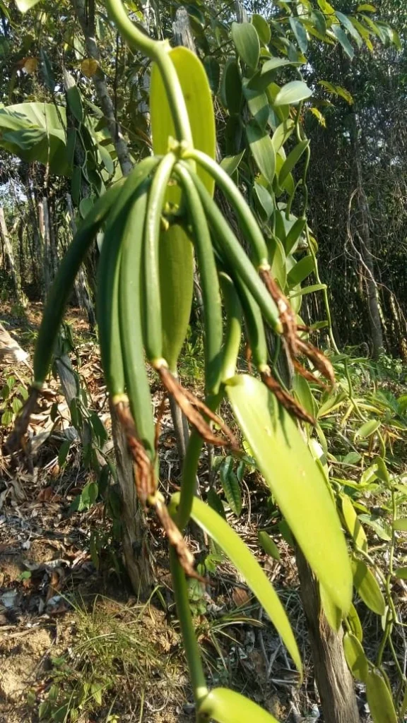 Suivi des gousses dans les plantations | EKL