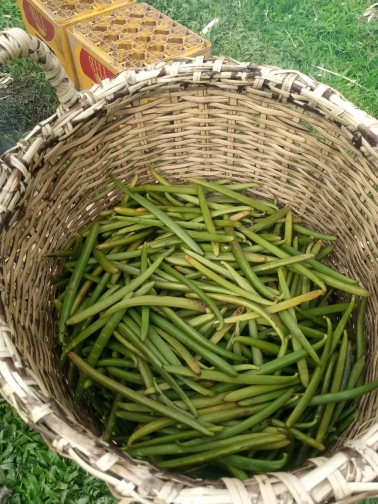 Culture de vanille Bourbon dans une plantation de Madagascar
