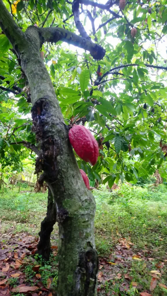 Fèves de cacao Premium de Madagascar sélectionnées pour l'export