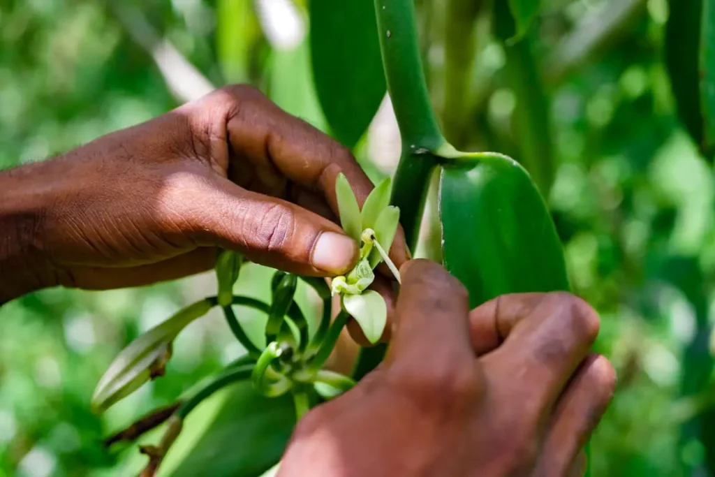 Pollinisation manuelle des fleurs de vanille par des producteurs malgaches