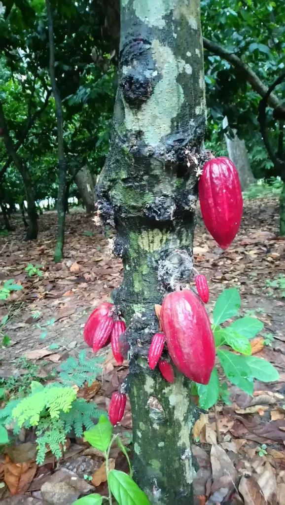 Récolte de cacao premium dans les plantations de Madagascar