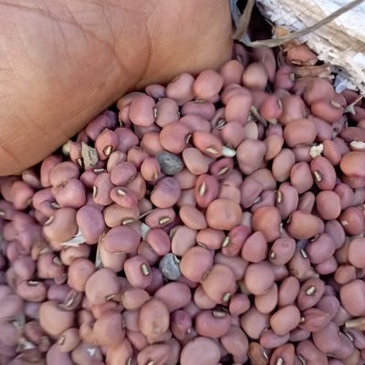Produits Agricoles Malgaches – Qualité et Certification Garantie